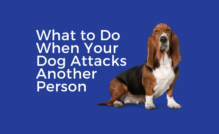 What to Do When Your Dog Attacks Another Person